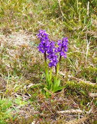 Green-winged orchid